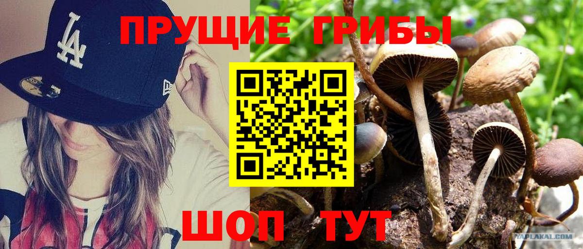 Камышин  Псилоцибиновые грибы мицелий  Вход с VPN 